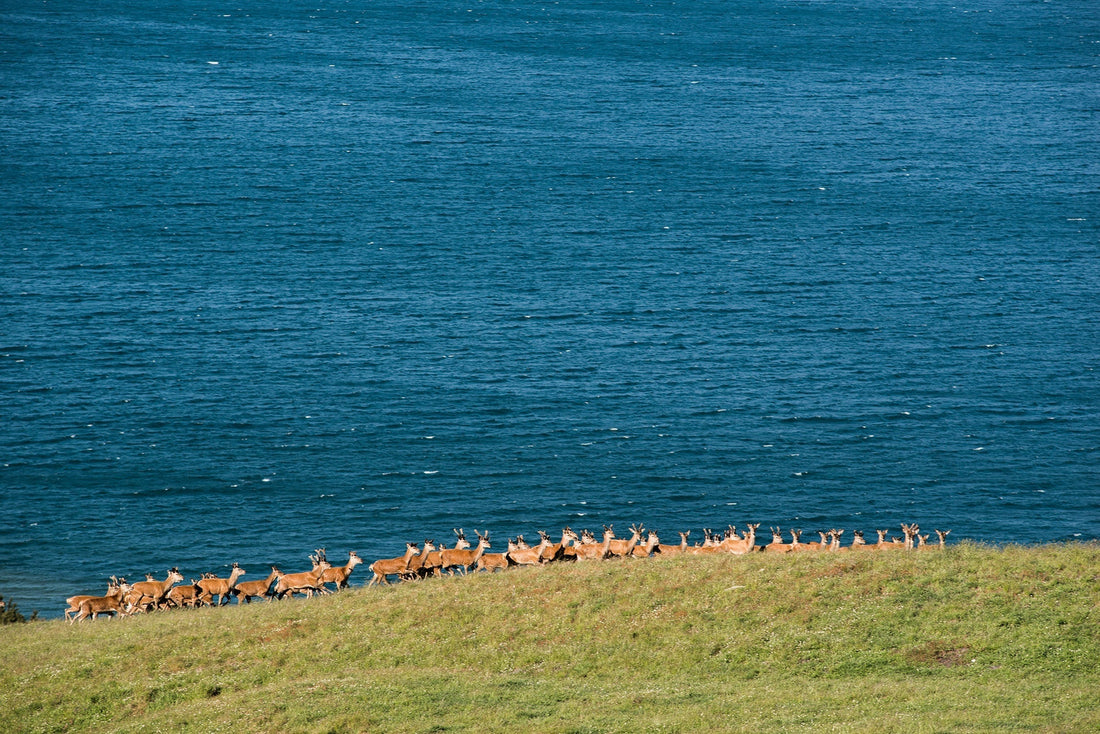 What's the difference between beef tallow and deer tallow? Turns out, quite a lot!