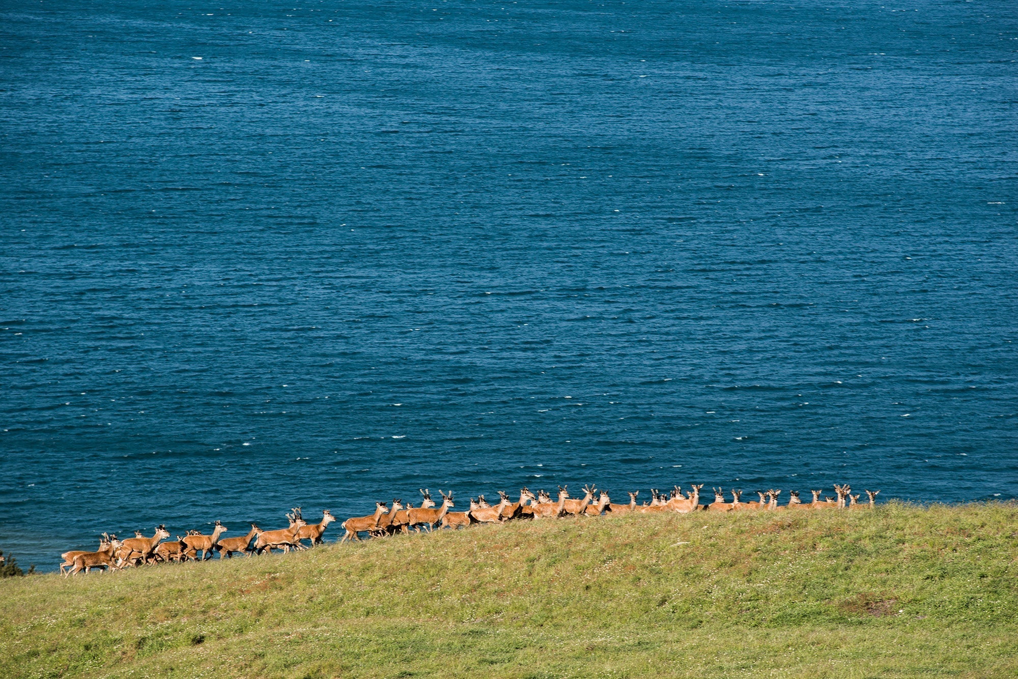 What's the difference between beef tallow and deer tallow? Turns out, quite a lot!
